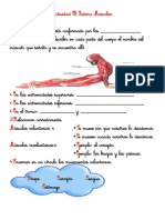 Actividad El Sistema Muscular