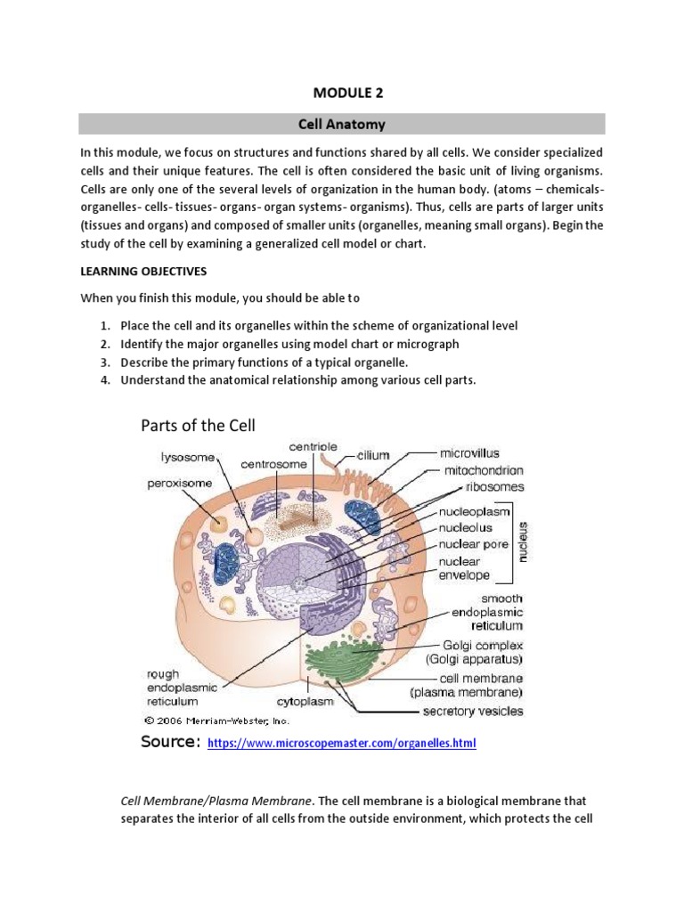 Cell Anatomy: Structures and Functions | PDF | Cell (Biology) | Cell ...