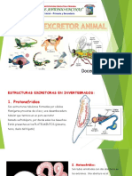 Sistema Excretor - Animales
