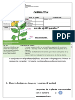 Evaluación Germinación y Crecimiento de Las Plantas Ev2