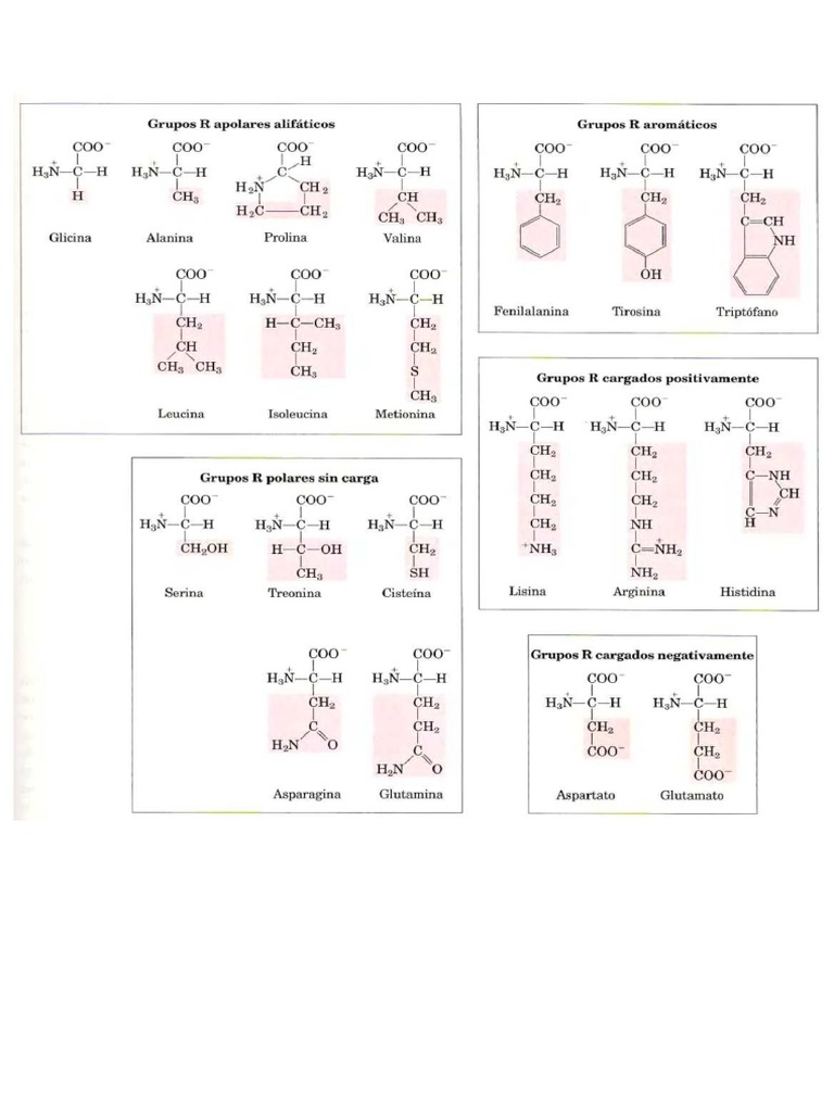 Tabla de amino cidos clasificaci n pdf