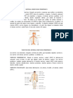 Características y funciones del Sistema nervioso periférico (1)