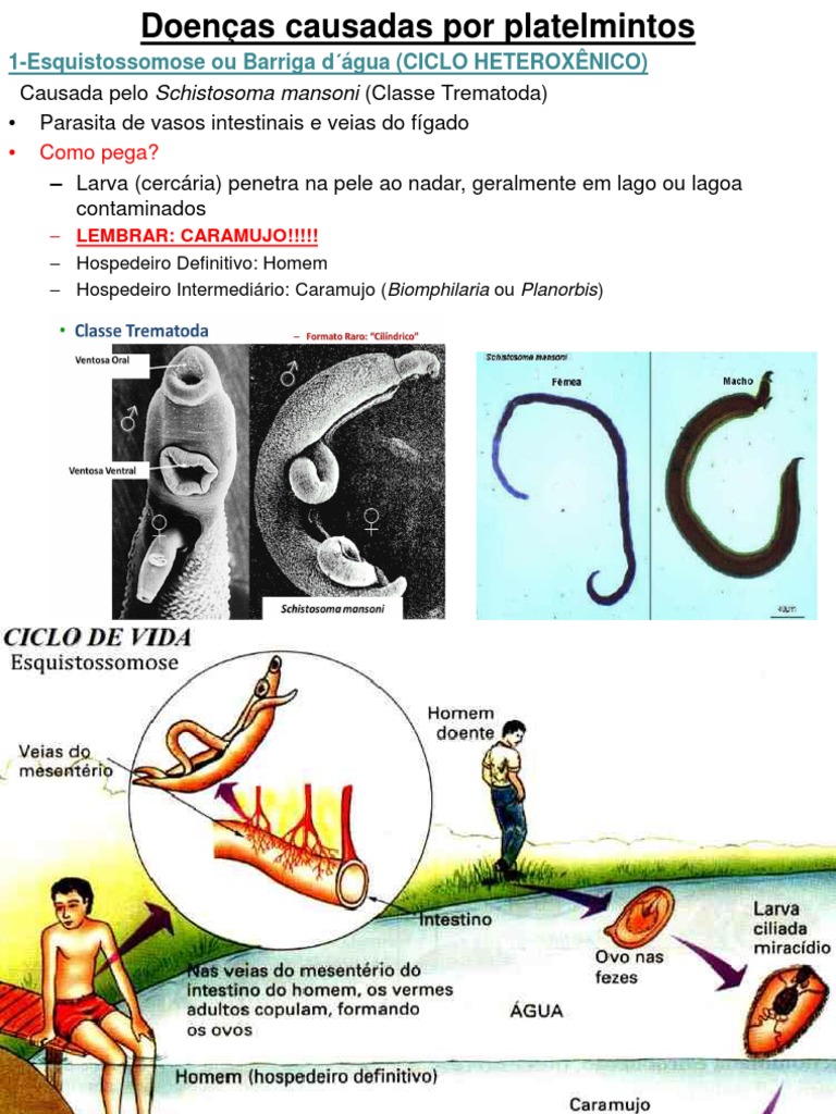 Doenças Causadas por Platelmintos | PDF | Especialidades médicas ...