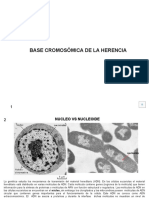 Base Cromosomica Prueba