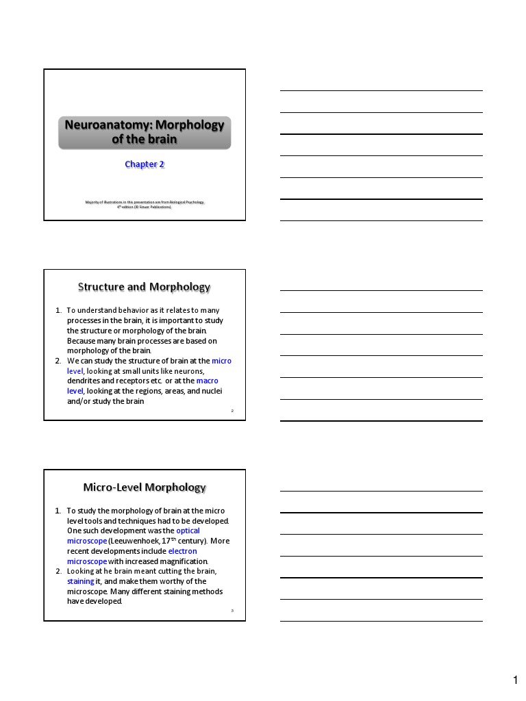 Neuroanatomy: Morphology of The Brain | PDF | Neuron | Cerebrum