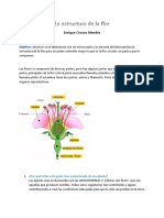 La Estructura de La Flor