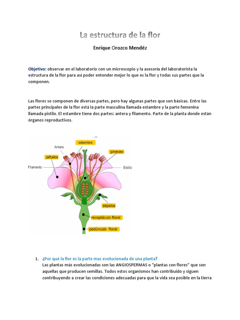 Estructura y partes de la flor | PDF | Flores | Organismos