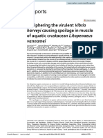 Deciphering The Virulent Vibrio of Aquatic Crustacean Litopenaeus