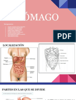 Estomago - 3151
