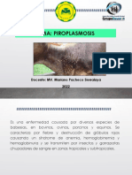 Piroplasmosis - Mariano Pacheco Sierralaya