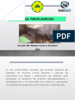 Babesiosis enfermedad animales causada protozoarios transmitida garrapatas