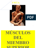 CFC - Miología MS 1