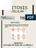 Mitosis Celular