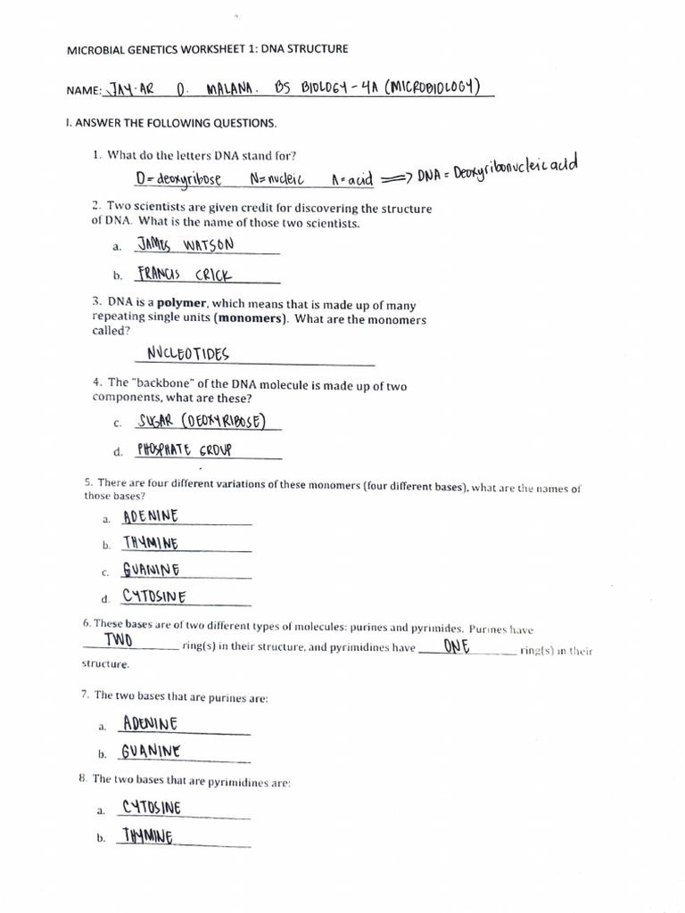 DNA Structure and Function Worksheet | PDF | Dna | Biology