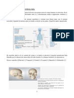 Anatomía esqueleto humano 206 huesos