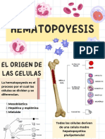 EquipoTh ArbolHematopoyético