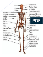 Anatomia X Parte