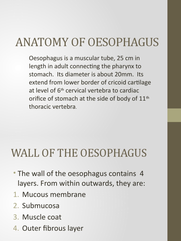 OVERVIEW OF THE ESOPHAGUS intelligence overview