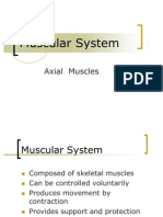 Axial Muscle