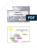 A Fotossíntese: Processos, Etapas e Ciclos