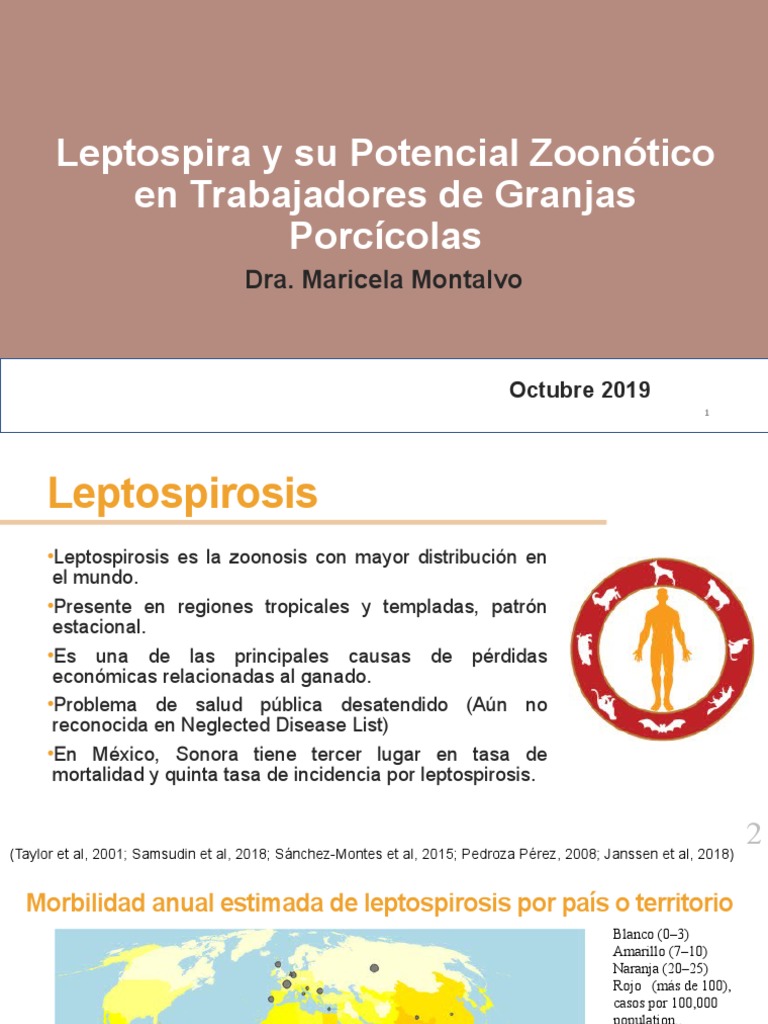 Leptospira Zoonosis MMC 2019 PDF Especialidades Medicas Medicina