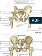 CMFAL MMII Anatomia Osteomuscular1