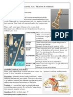 Handout-Skeletal & Nervous System