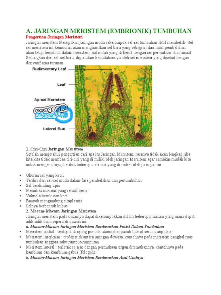 Jaringan Tumbuhan | PDF