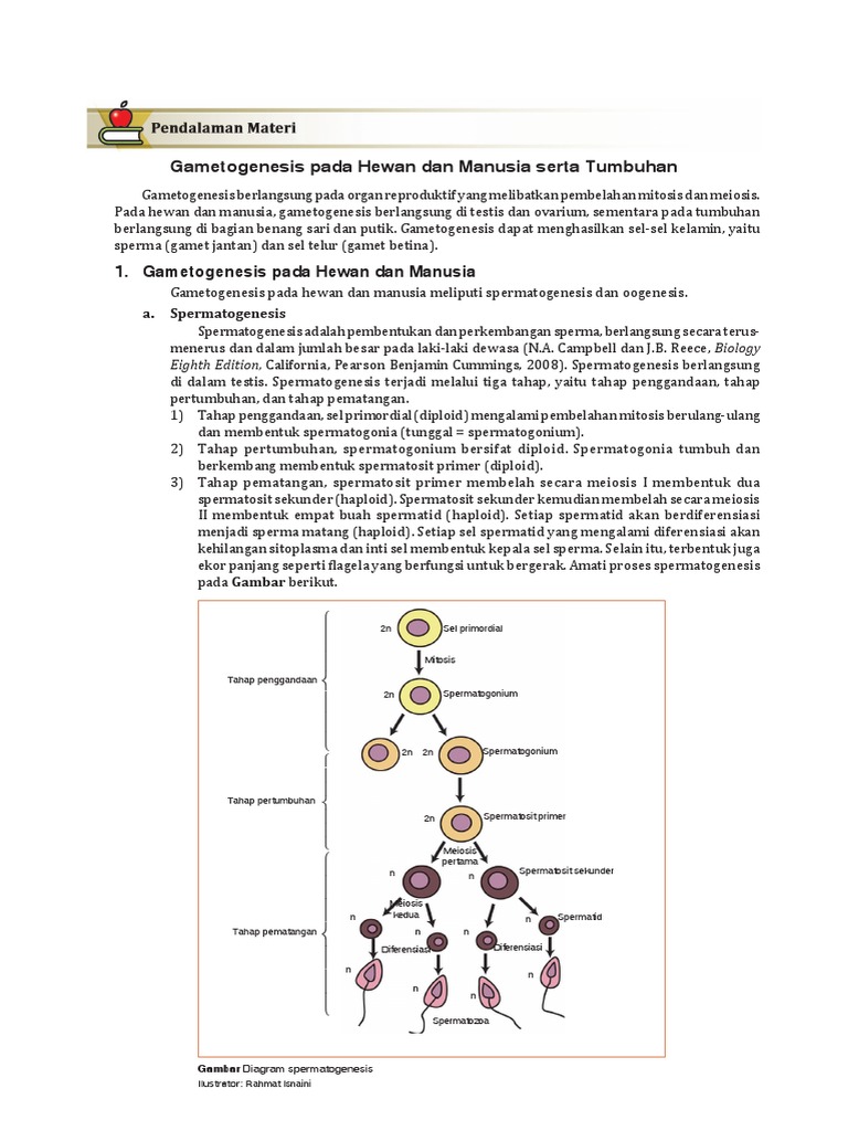 Gametogenesis: Hewan vs Tumbuhan | PDF