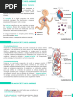 Transporte_nos_animais