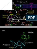 Régulation 1 Métabolisme - PF