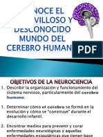 El Cerebro Humano-212.