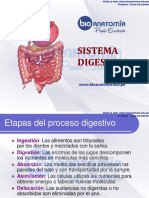 DIAPOSITIVA APARATO DIGESTIVO - Biopunto 2 - Copia - Compressed