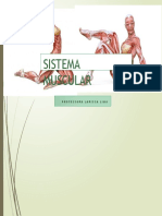 Sistema muscular: estrutura, funções e grupos musculares em