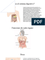 Sistema Digestivo