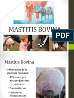 Mastitis Bovina