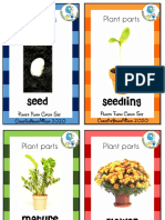 Plants Flash Cards