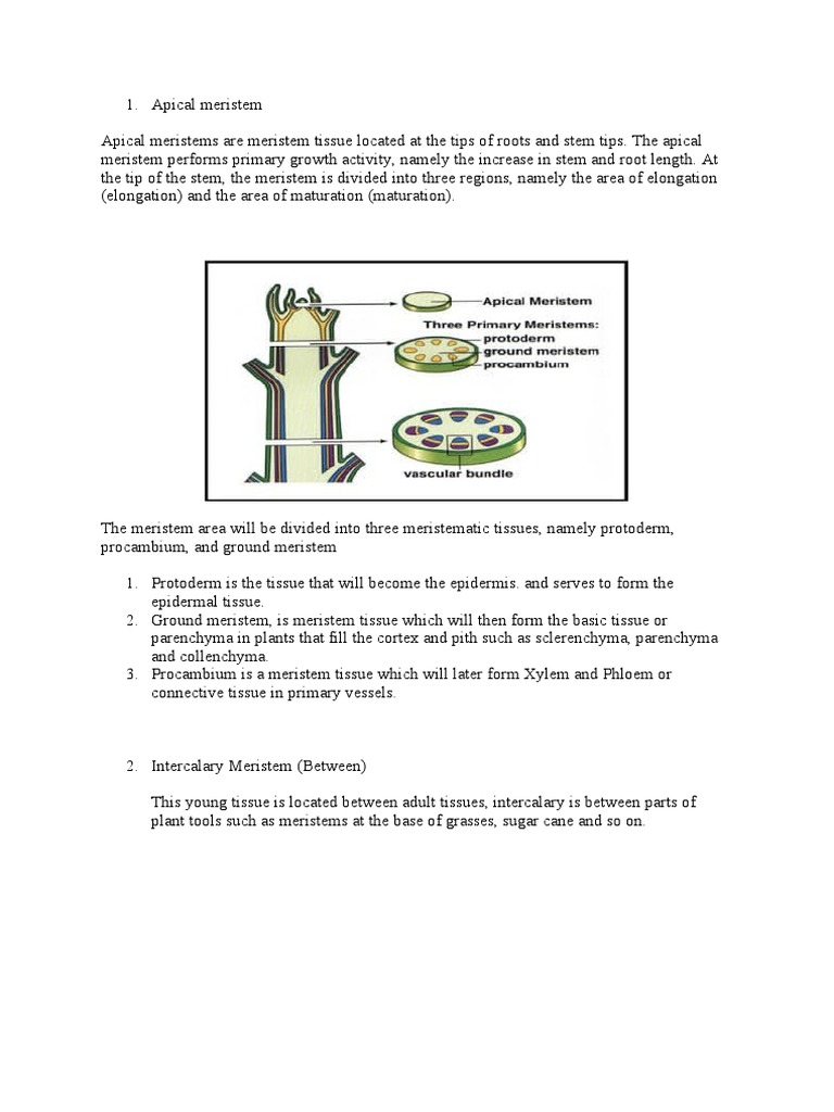 Apical Meristem | PDF | Home & Garden | Wellness