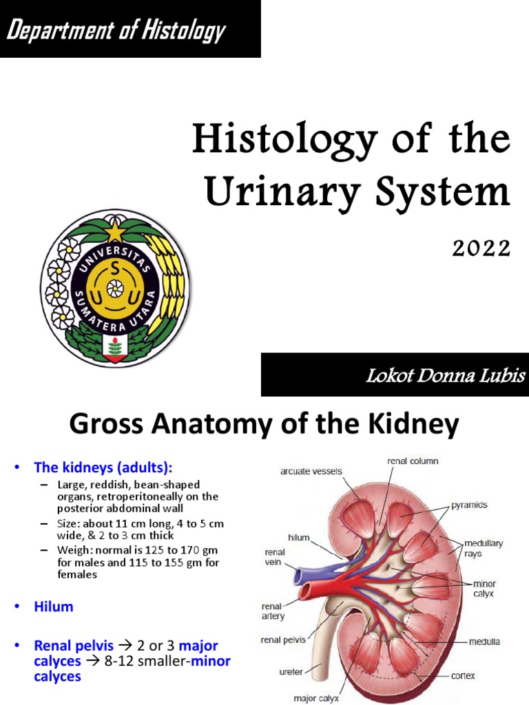 Histology of The Urinary System 2022 PDF Urinary Bladder Kidney