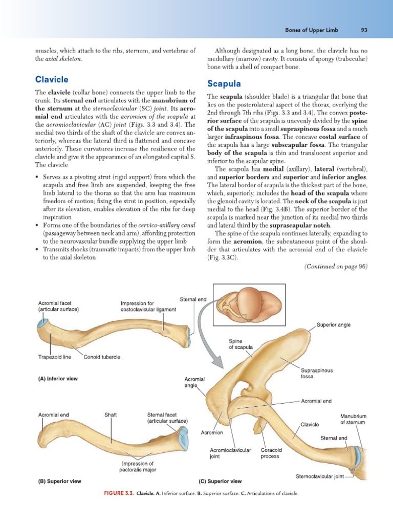 Anatomy of the Scapula and Clavicle | PDF | Musculoskeletal System ...