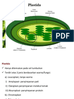 Biosel Pert - 6 - Plastida