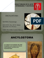 Parasitologia Ancylostoma