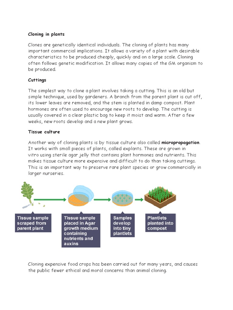 Cloning in Plants INFO | PDF