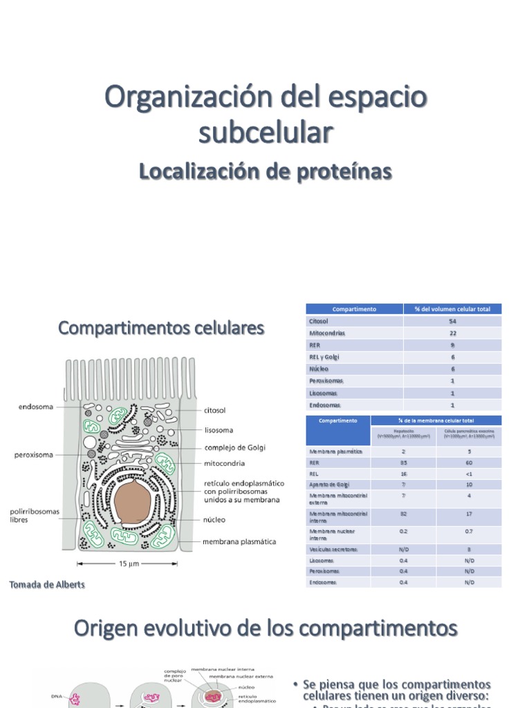 Organización y Localización Subcelular | PDF | Nucleo celular | Mitocondria
