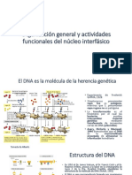 Biología Celular Sesión 15 Organización General y Actividades Funcionales Del Núcleo Interfásico