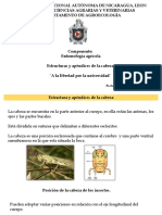 Estructura de La Cabeza de Los Insectos