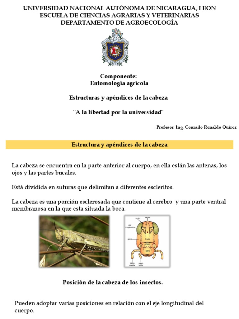 Estructura de la Cabeza del Saltamontes | PDF | Insectos | Artrópodos