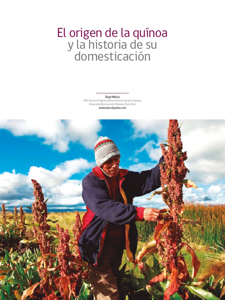 Historia de La QUINOA PDF Quinua Cereales