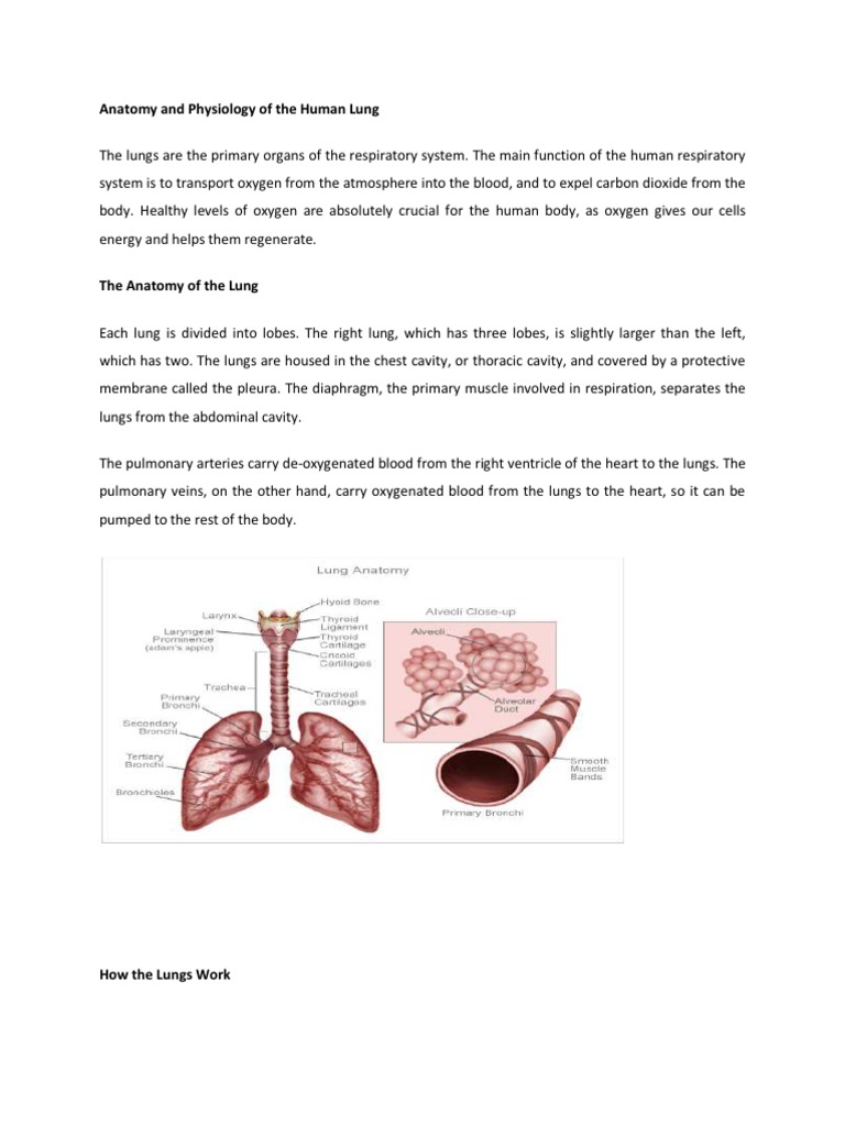 Anatomy and Physiology of the Human Lung | Lung | Blood