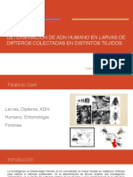 Determinación de Adn Humano en Larvas de Dipteros